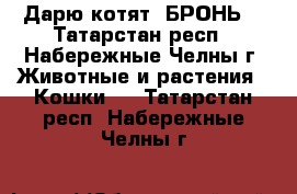 Дарю котят (БРОНЬ) - Татарстан респ., Набережные Челны г. Животные и растения » Кошки   . Татарстан респ.,Набережные Челны г.